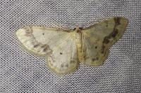 Idaea trigeminata