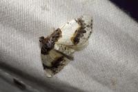 Ligdia adustata