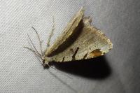 Macaria wauaria