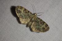 Pasiphila rectangulata