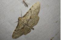 Peribatodes rhomboidaria rhomboidaria