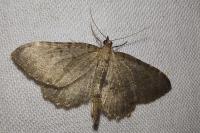Philereme vetulata