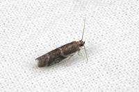 Cryptoblabes gnidiella