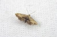 Araeopteron ecphaea