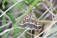 Synaphe bombycalis