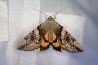 Catocala fulminea