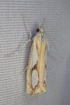 Catoptria pinella