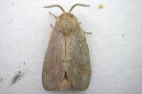 Dendrolimus pini pini