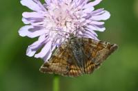 Euclidia glyphica