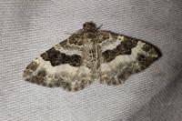 Epirrhoe rivata