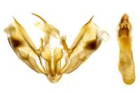 Epirrhoe rivata