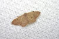 Idaea eugeniata