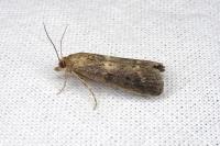 Isauria dilucidella