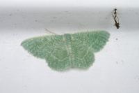 Phaiogramma etruscaria