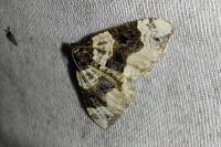 Cosmorhoe ocellata