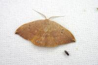 Watsonalla uncinula