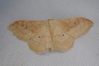 Idaea rubraria