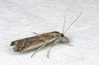 Ancylosis sareptalla