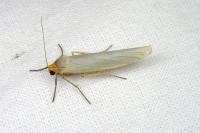 Eilema caniola