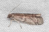 Ephestia woodiella