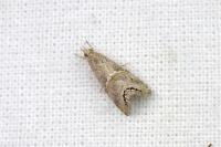 Euchromius gozmanyi