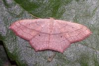 Scopula imitaria
