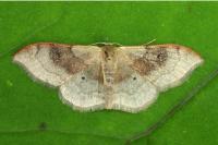 Idaea degeneraria