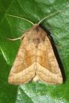 Hydraecia micacea