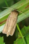 Globia sparganii