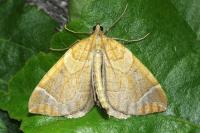 Eulithis testata
