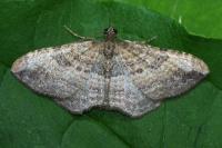 Nycterosea obstipata