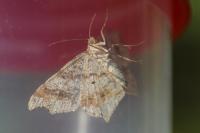 Macaria alternata