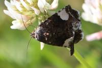 Tyta luctuosa