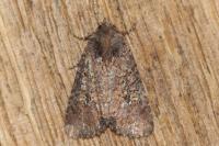 Mesapamea secalella/secalis
