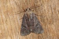 Mesapamea secalella/secalis