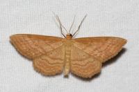 Idaea ochrata