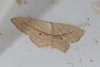 Scopula imitaria