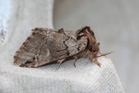 Drymonia obliterata