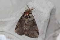 Drymonia obliterata