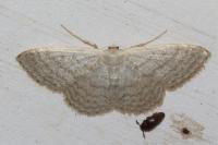 Idaea subsericeata