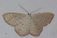 Scopula immutata