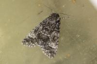 Acronicta megacephala