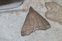 Herminia tarsicrinalis