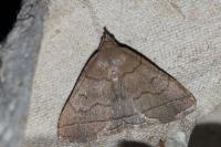 Herminia tarsicrinalis
