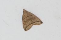 Herminia grisealis