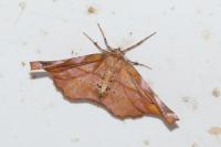 Apeira syringaria