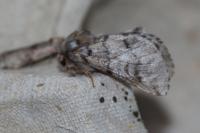 Thaumetopoea pityocampa