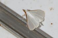 Palpita vitrealis