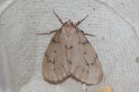 Paidia rica