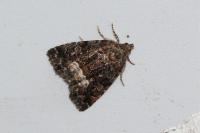 Deltote pygarga